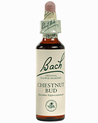 Comprar Chestnut Bud