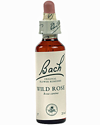 Comprar Wild Rose