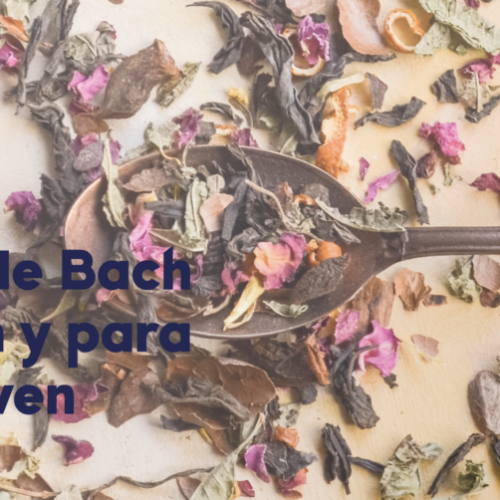 Flores de Bach qué son y para qué sirven